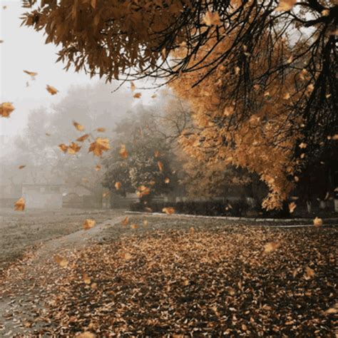 Autumn Fall GIFs